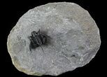 Bumpy Cyphaspis Trilobite - Ofaten, Morocco #66345-1